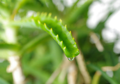 aloes na trawienie
